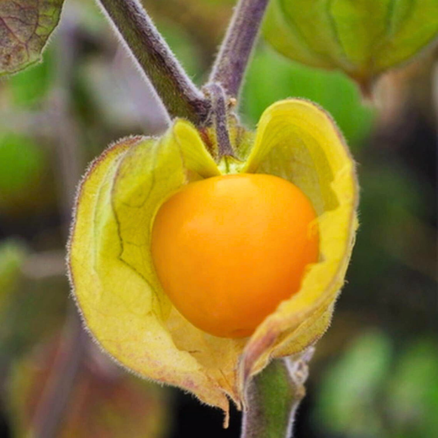 Golden Berry / Cape Gooseberry (Physalis peruviana) Rare Fruit Live Plant