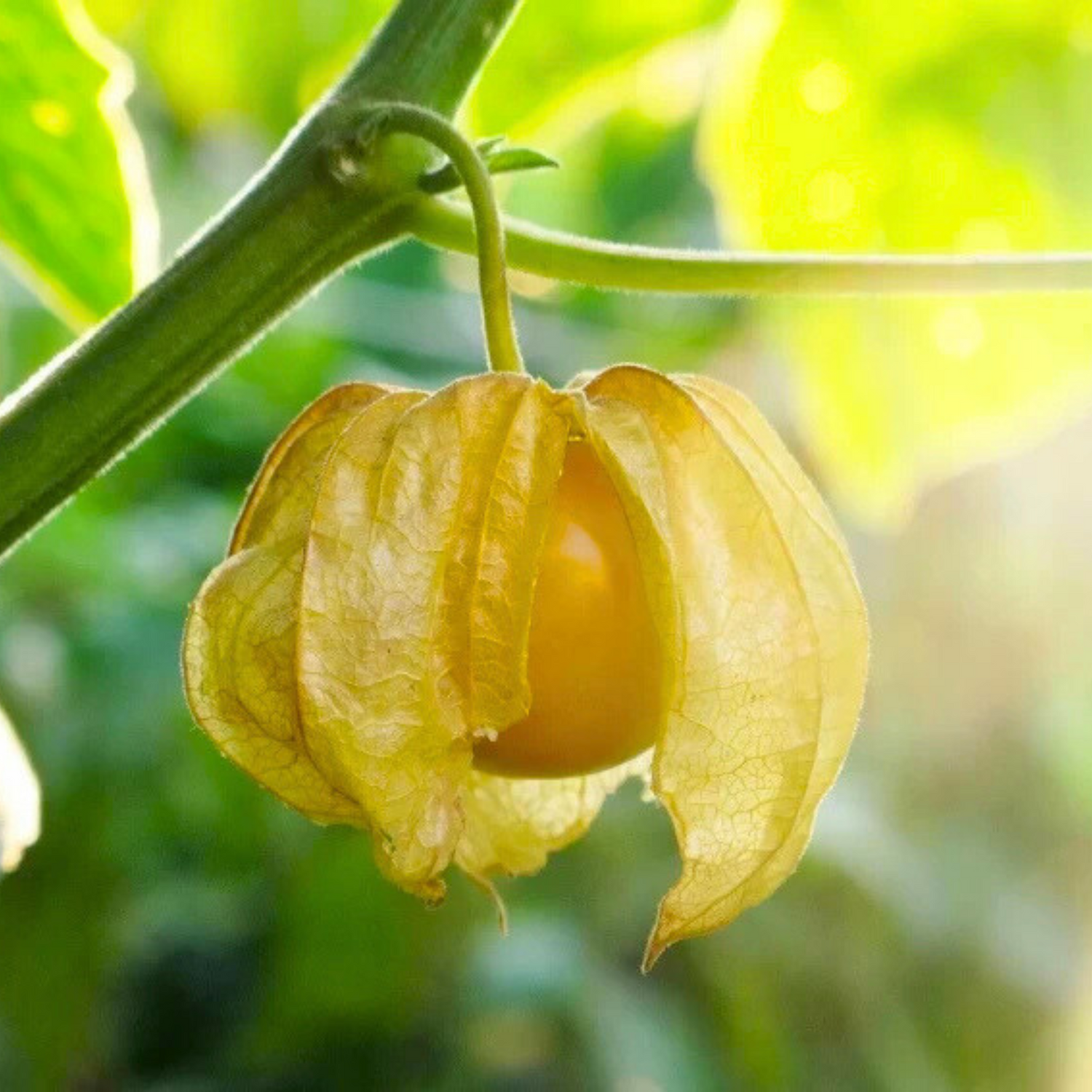 Golden Berry / Cape Gooseberry (Physalis peruviana) Rare Fruit Live Plant