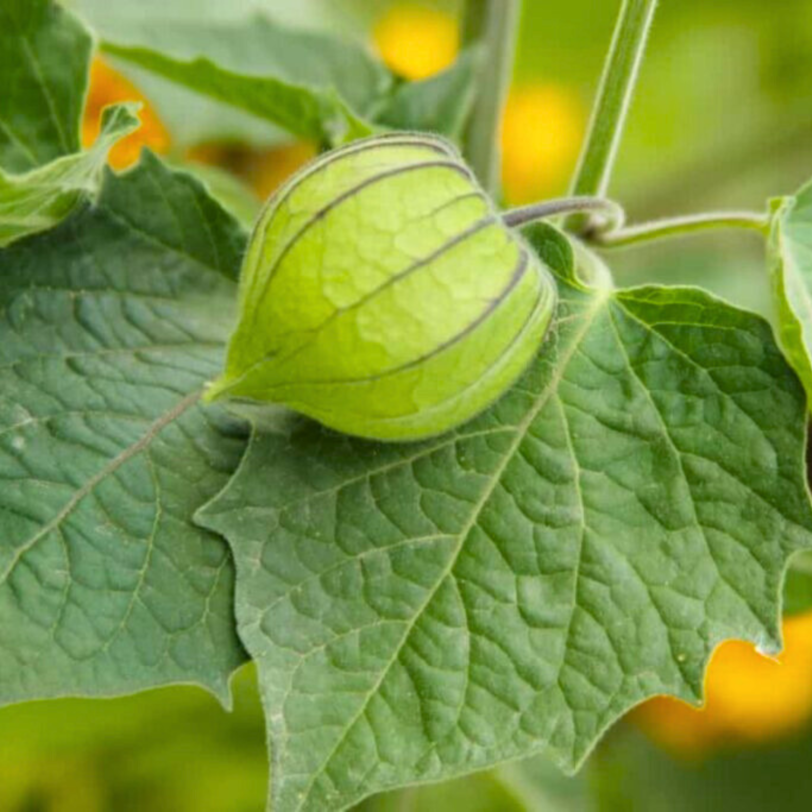 Golden Berry / Cape Gooseberry (Physalis peruviana) Rare Fruit Live Plant