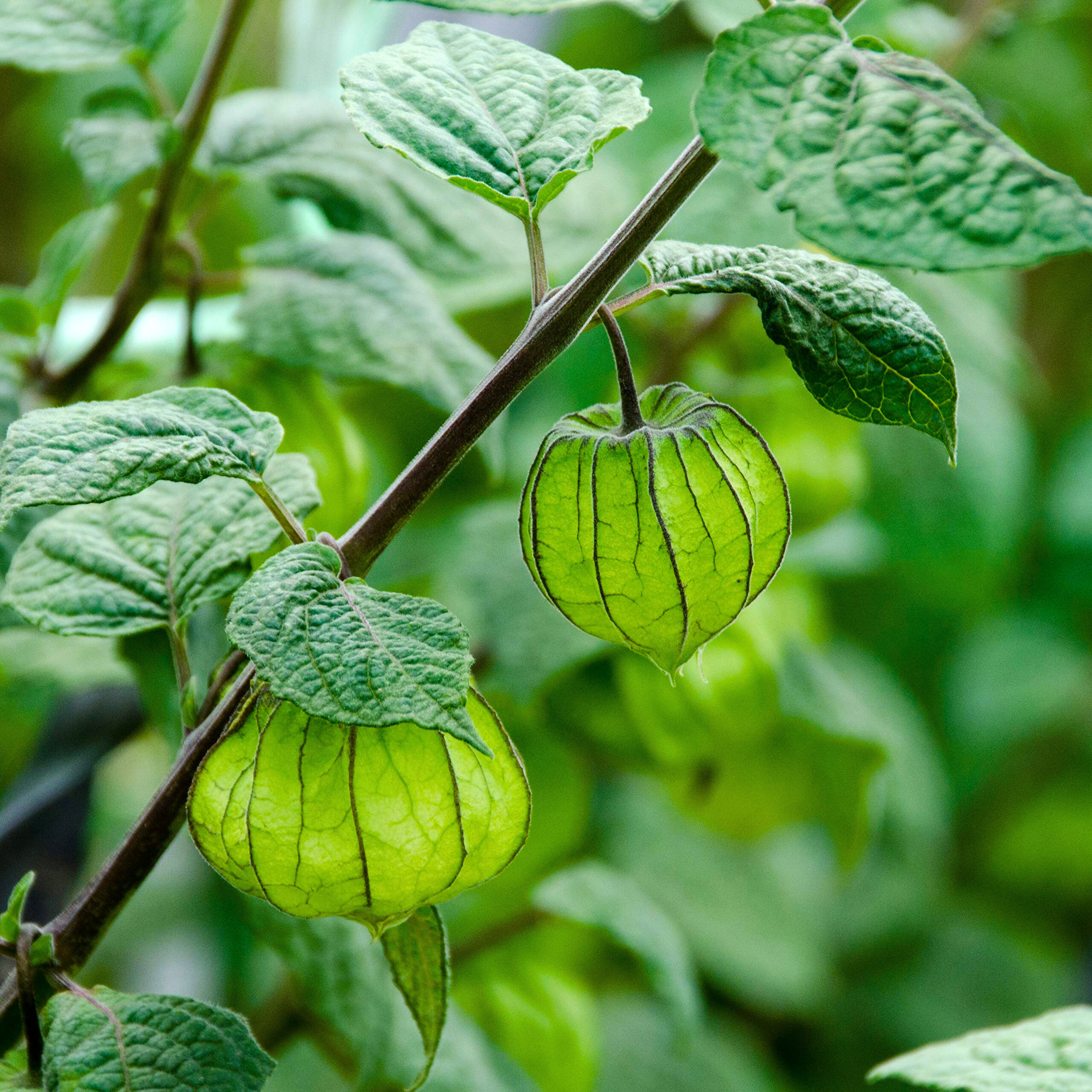 Golden Berry / Cape Gooseberry (Physalis peruviana) Rare Fruit Live Plant