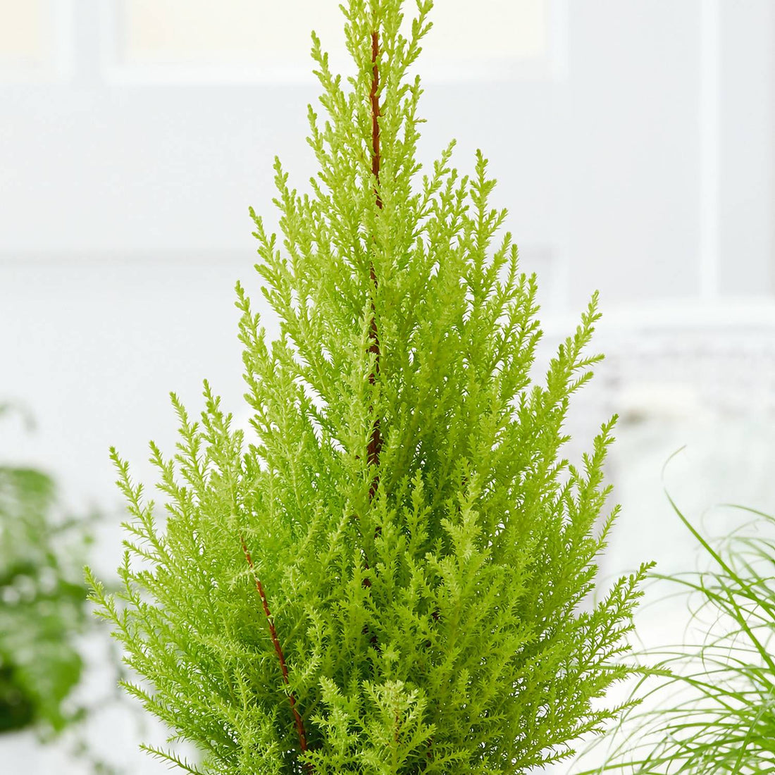 Golden Cypress (Cupressus Macrocarpa) Ornamental Live Plant