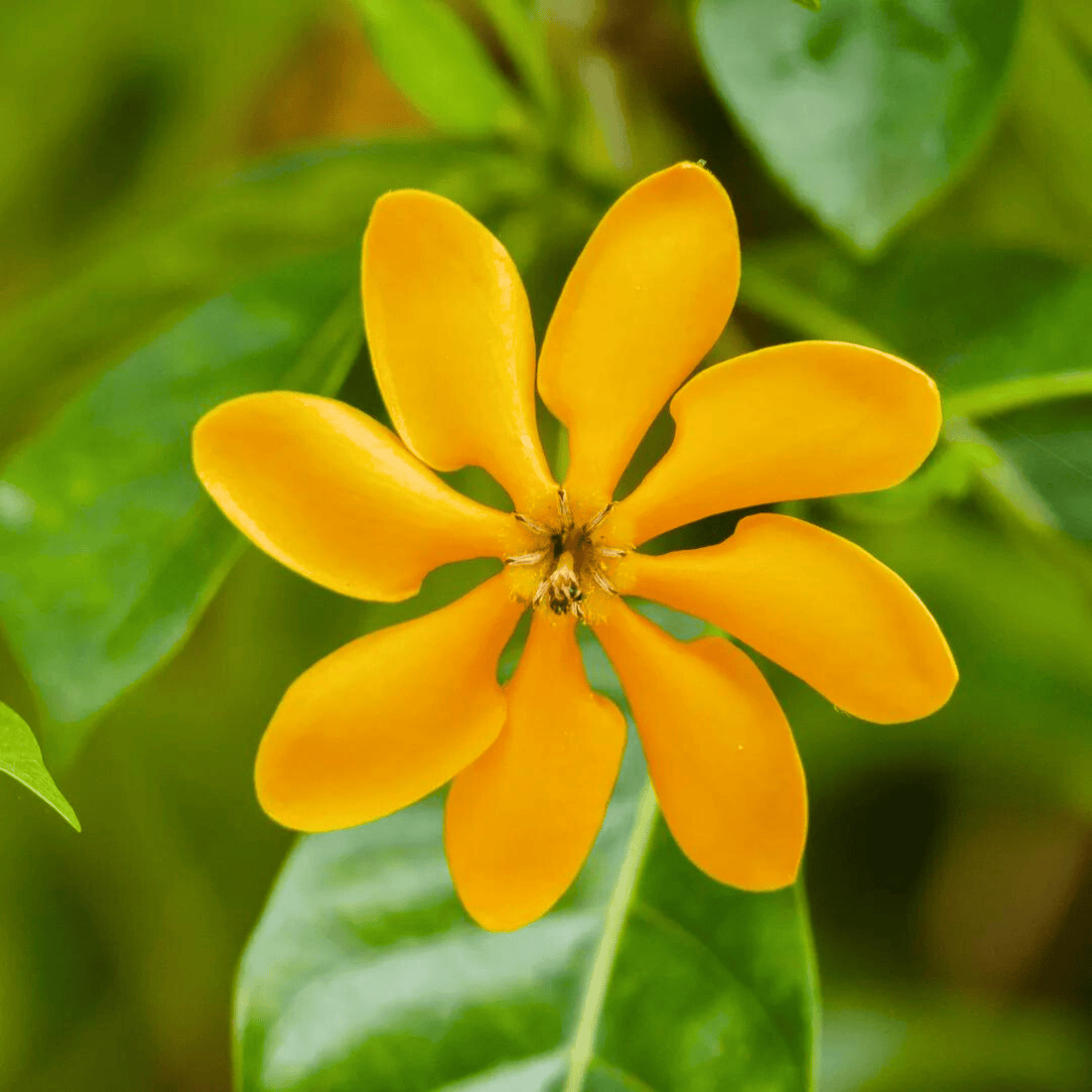 Golden Gardenia/Gandharaj Yellow Highly Fragrant All Time Flowering Live Plant