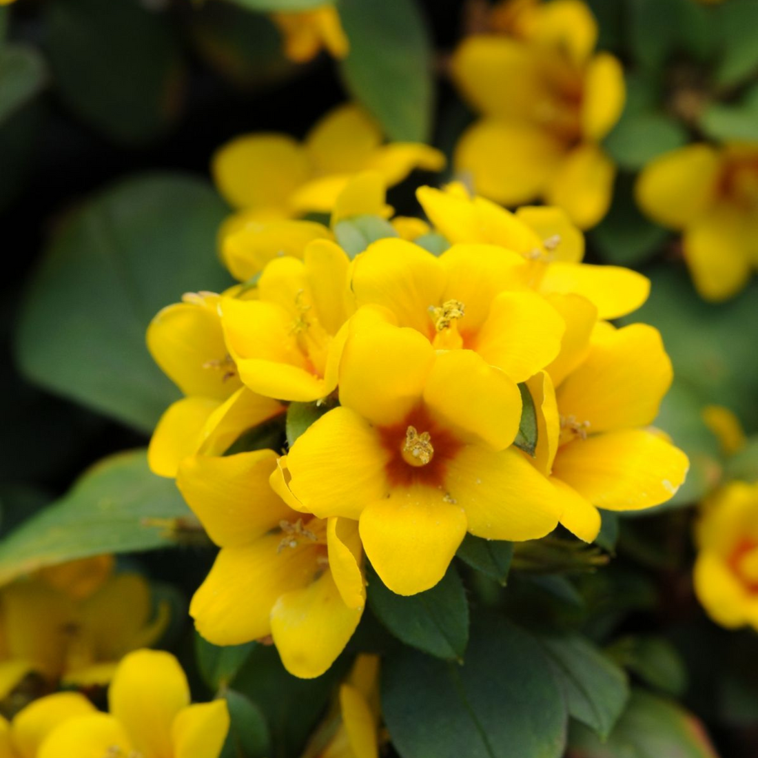 Golden Globes Loosestrife / Creeping Jenny (Lysimachia congestiflora) Rare Flowering Live Plant