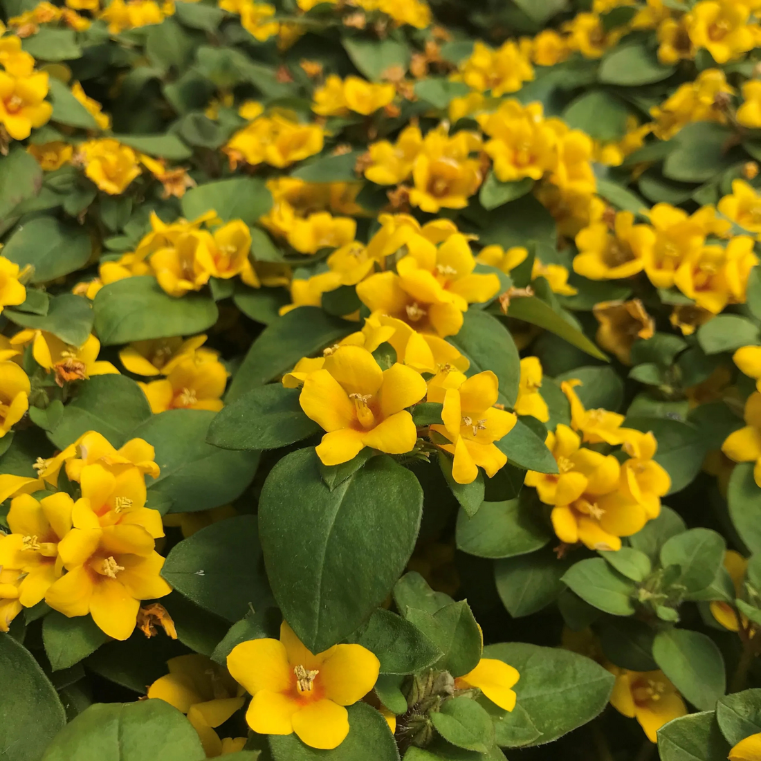 Golden Globes Loosestrife / Creeping Jenny (Lysimachia congestiflora) Rare Flowering Live Plant