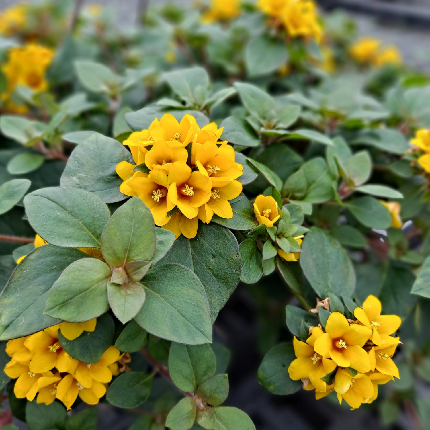 Golden Globes Loosestrife / Creeping Jenny (Lysimachia congestiflora) Rare Flowering Live Plant