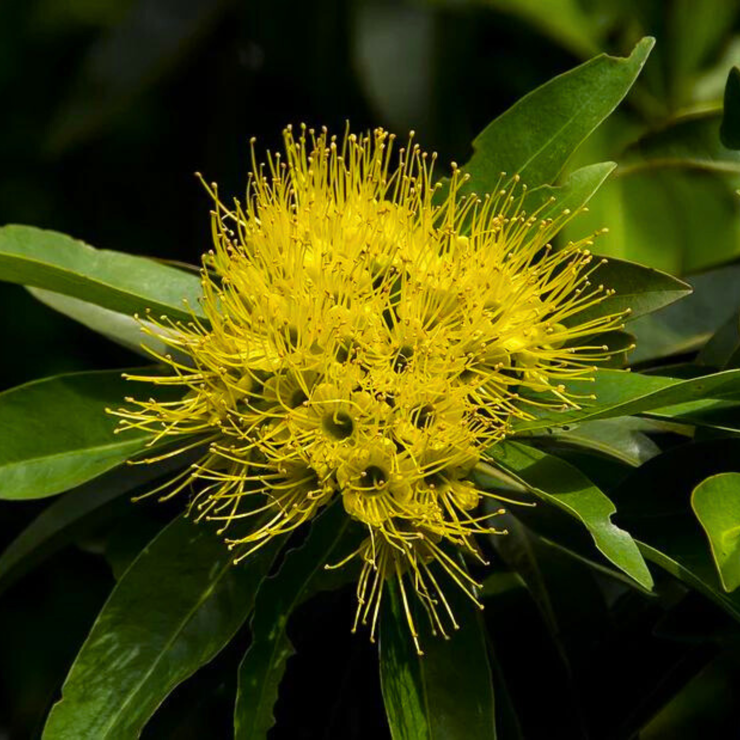 Golden Penda / Rosida Yellow (Xanthostemon chrysanthus) Flowering Live Plant