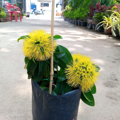 Golden Penda / Rosida Yellow (Xanthostemon chrysanthus) Flowering Live Plant