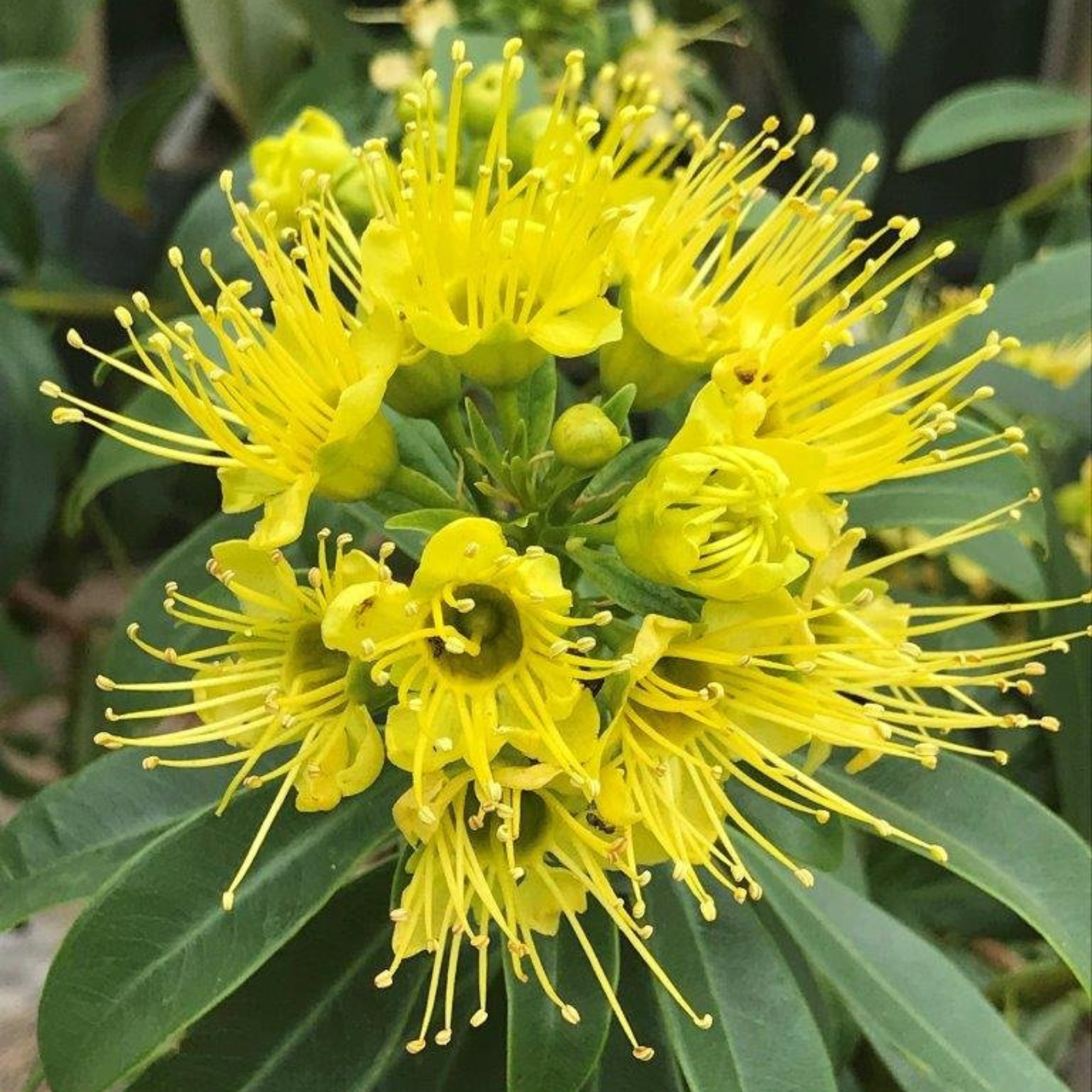 Golden Penda / Rosida Yellow (Xanthostemon chrysanthus) Flowering Live Plant