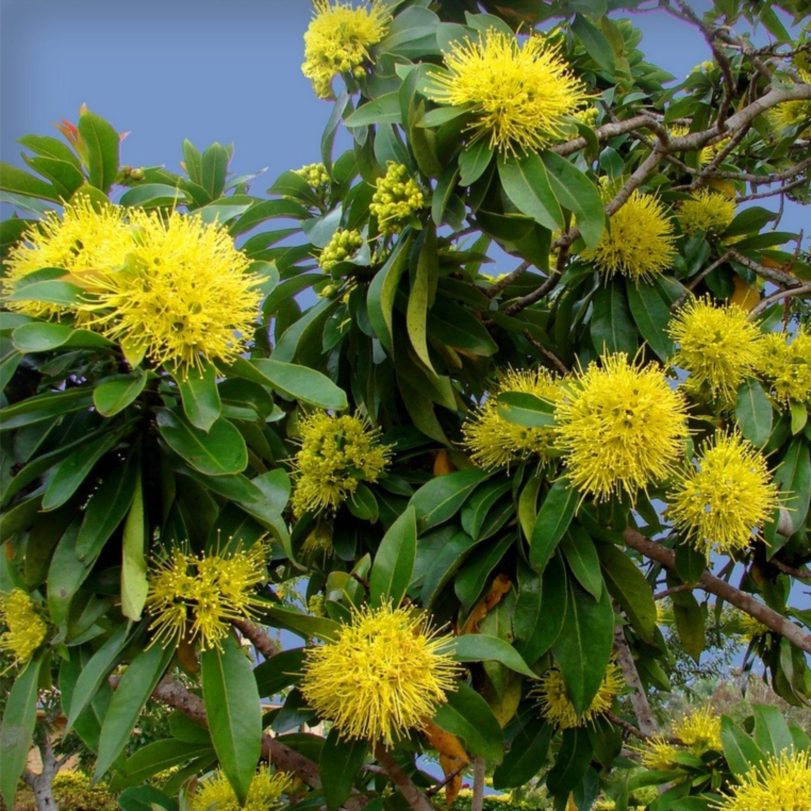 Golden Penda / Rosida Yellow (Xanthostemon chrysanthus) Flowering Live Plant