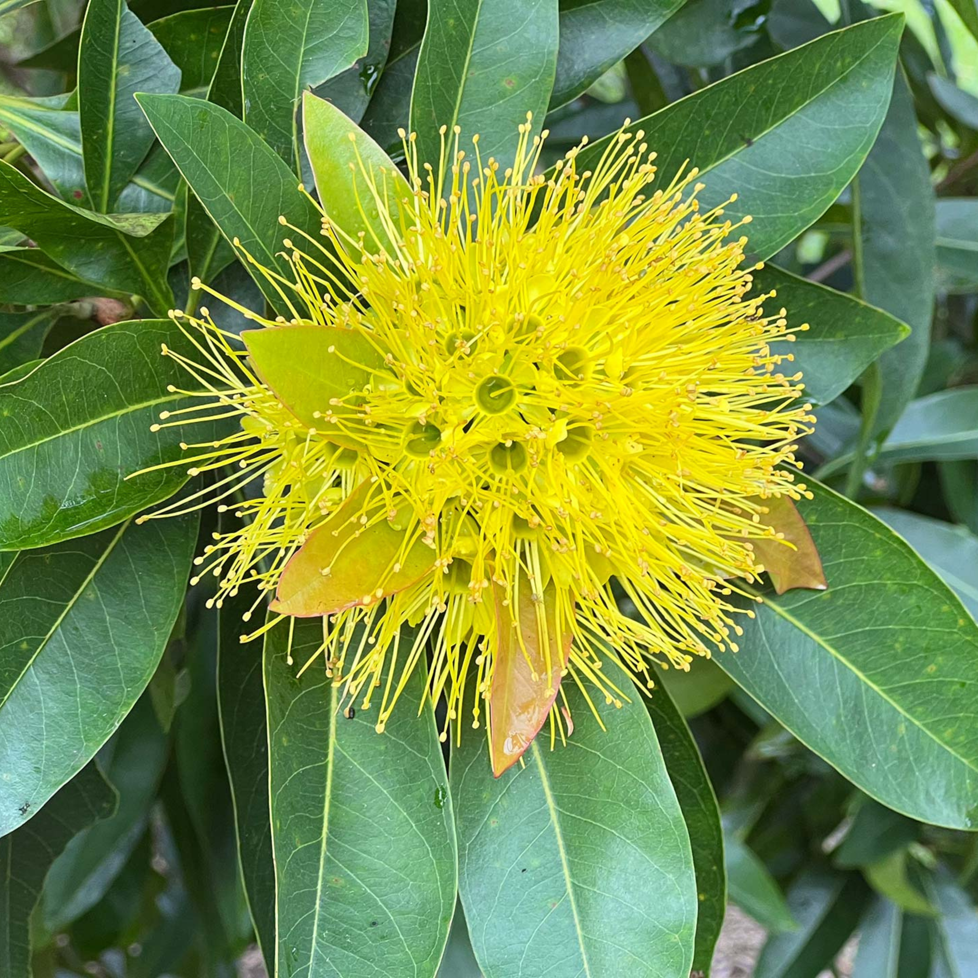 Golden Penda / Rosida Yellow (Xanthostemon chrysanthus) Flowering Live Plant