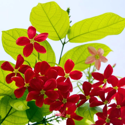 Golden Rangoon Creeper Highly Fragrant Rare Layered Live Plant