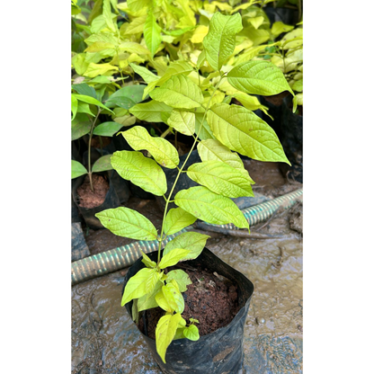 Golden Rangoon Creeper Highly Fragrant Rare Layered Live Plant