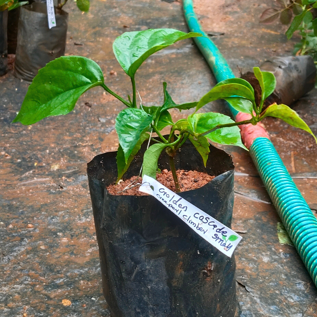 Golden Cascade Creeper/Climber Flowering Live Plant