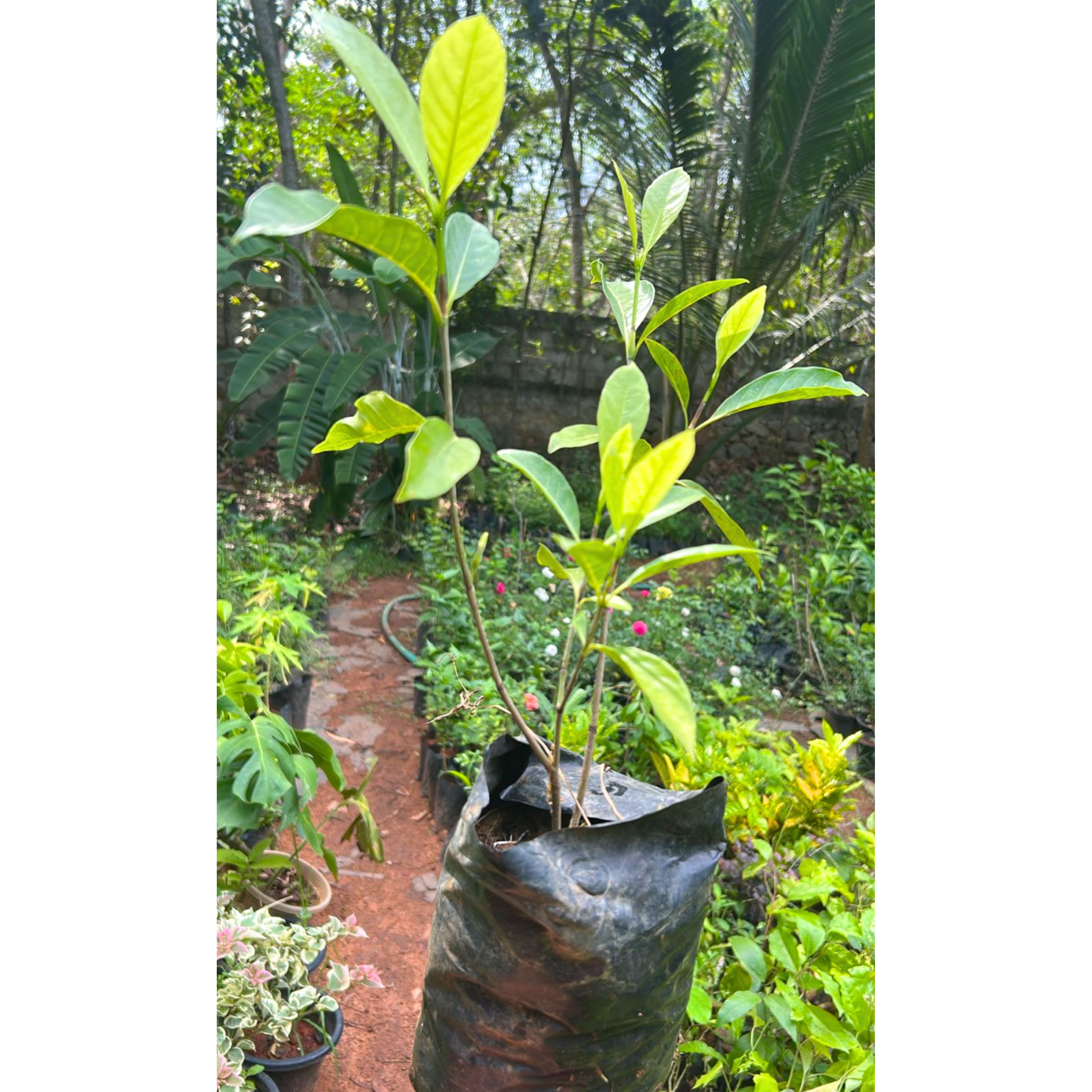 Golden Gardenia/Gandharaj Yellow Highly Fragrant All Time Flowering Live Plant