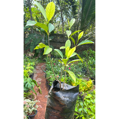 Golden Gardenia/Gandharaj Yellow Highly Fragrant All Time Flowering Live Plant