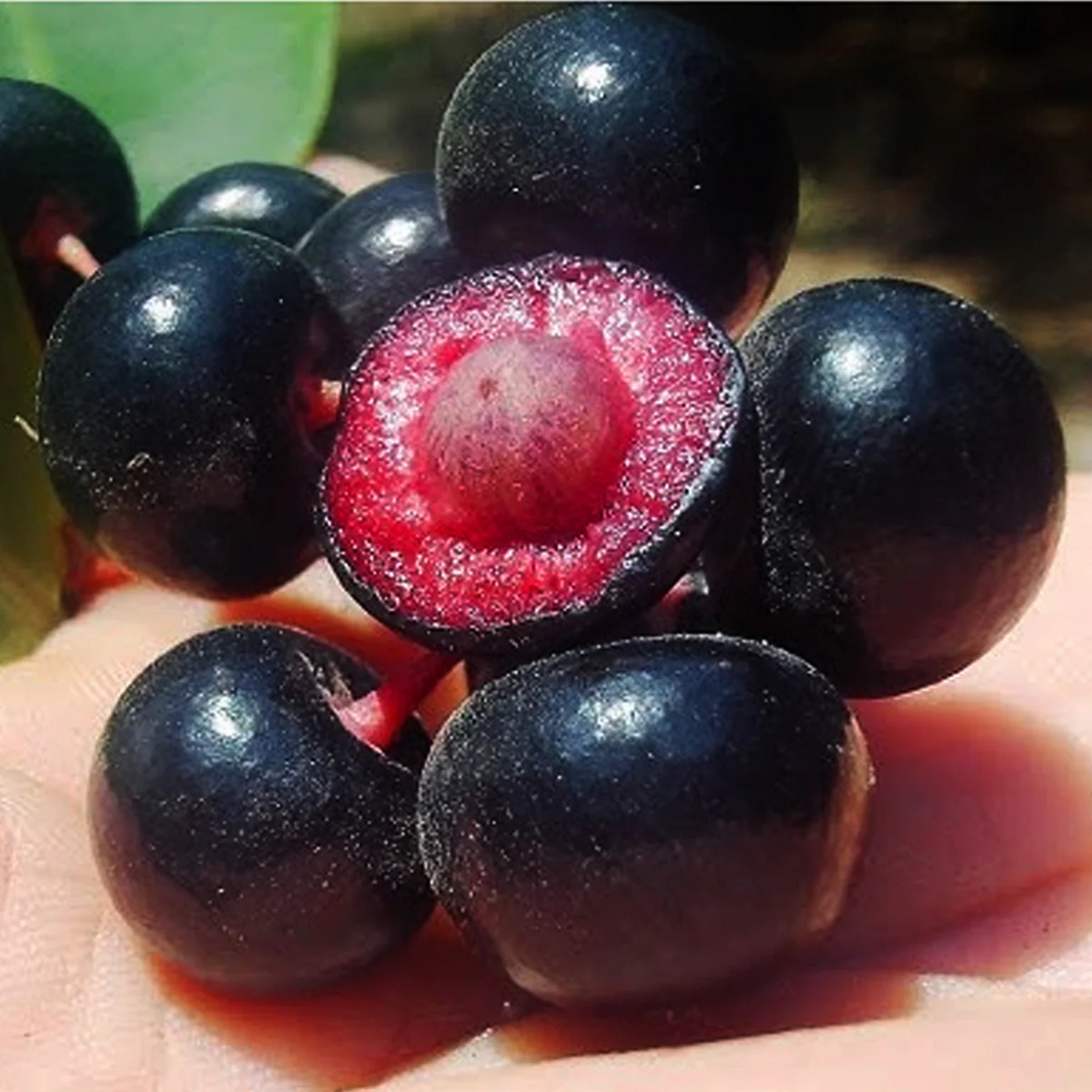 Gondo Fruit (Ardisia compressa) Rare Fruit Live Plant