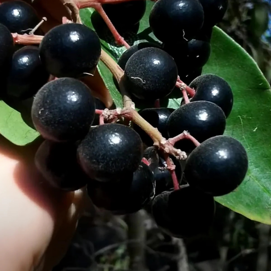 Gondo Fruit (Ardisia compressa) Rare Fruit Live Plant