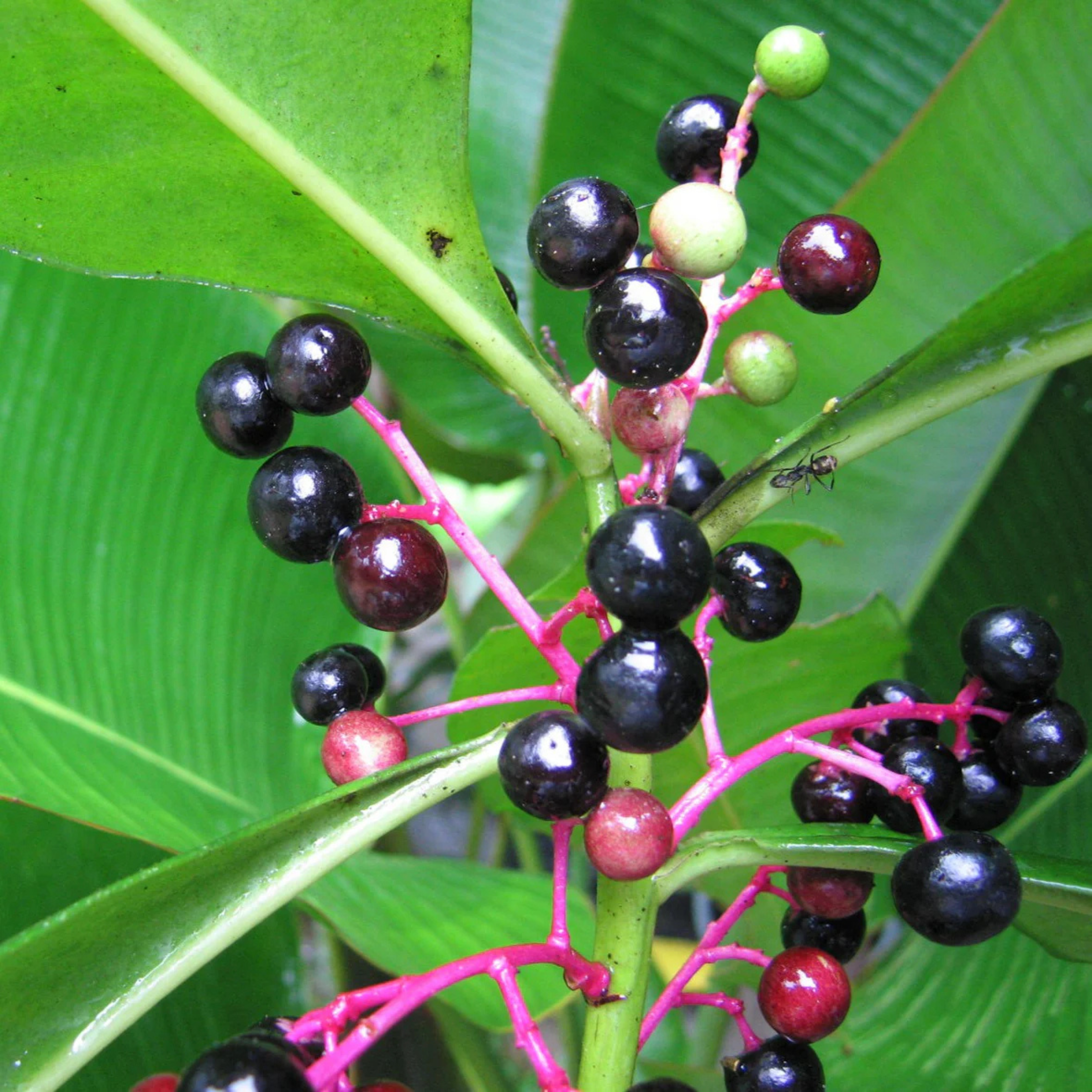 Gondo Fruit (Ardisia compressa) Rare Fruit Live Plant