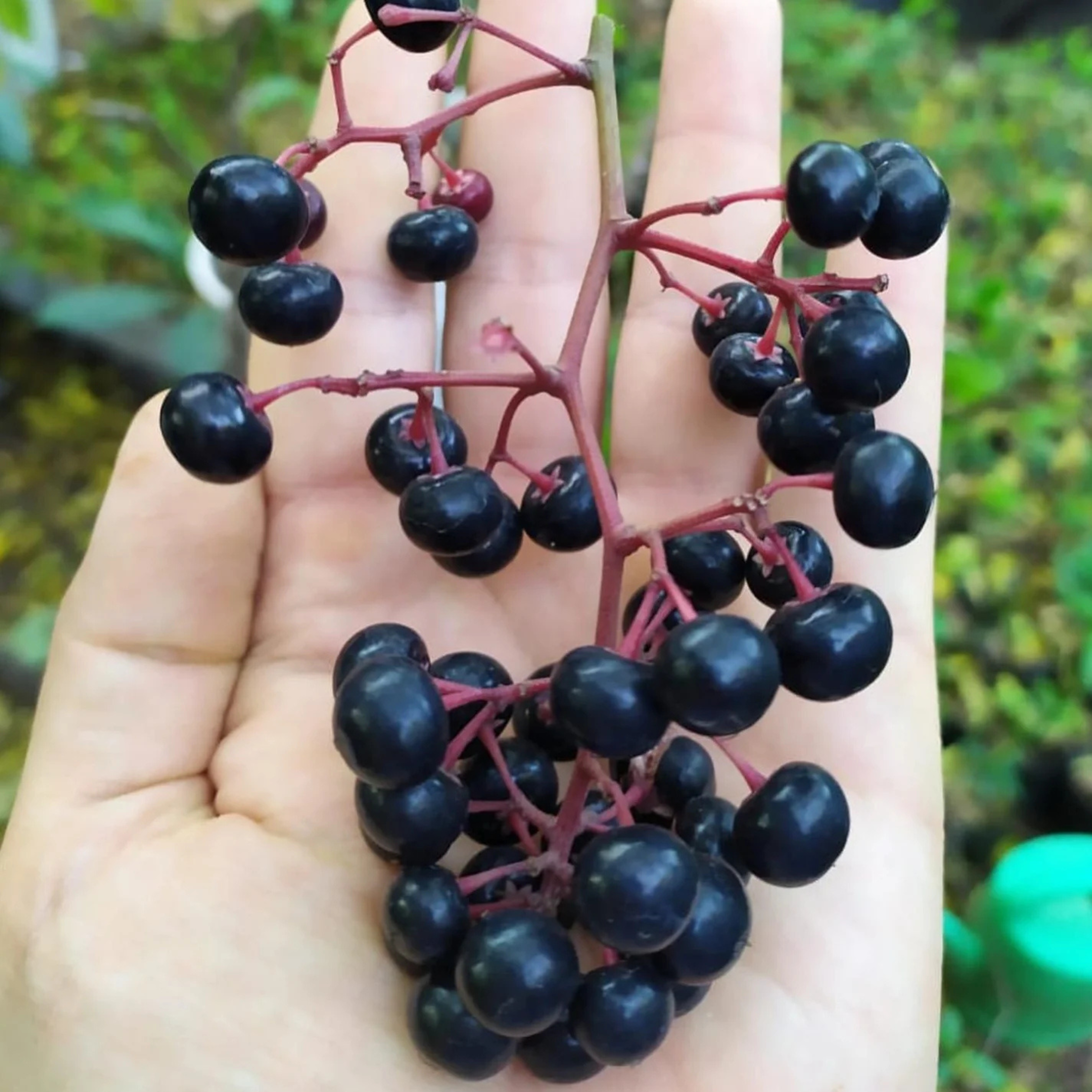 Gondo Fruit (Ardisia compressa) Rare Fruit Live Plant