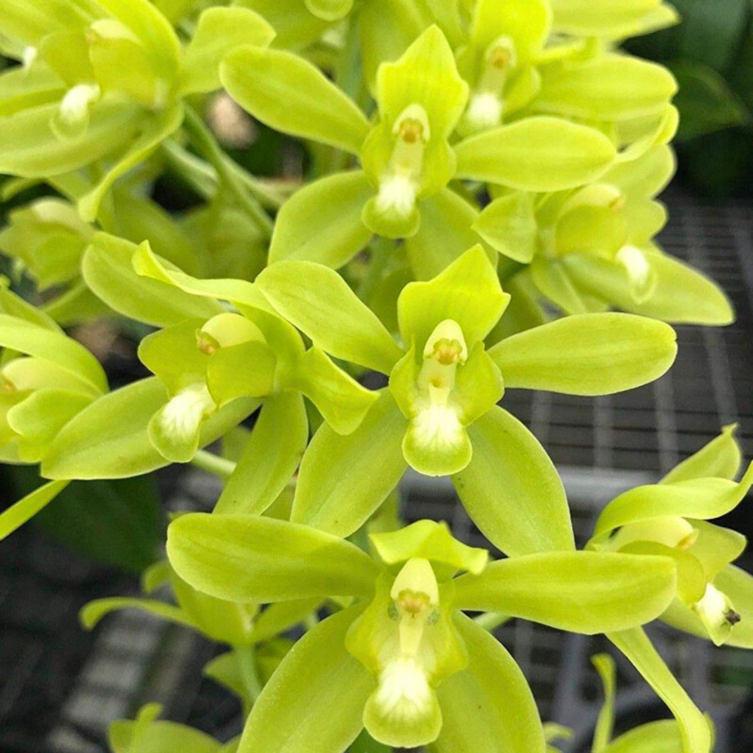 Grammatophyllum Scriptum Green