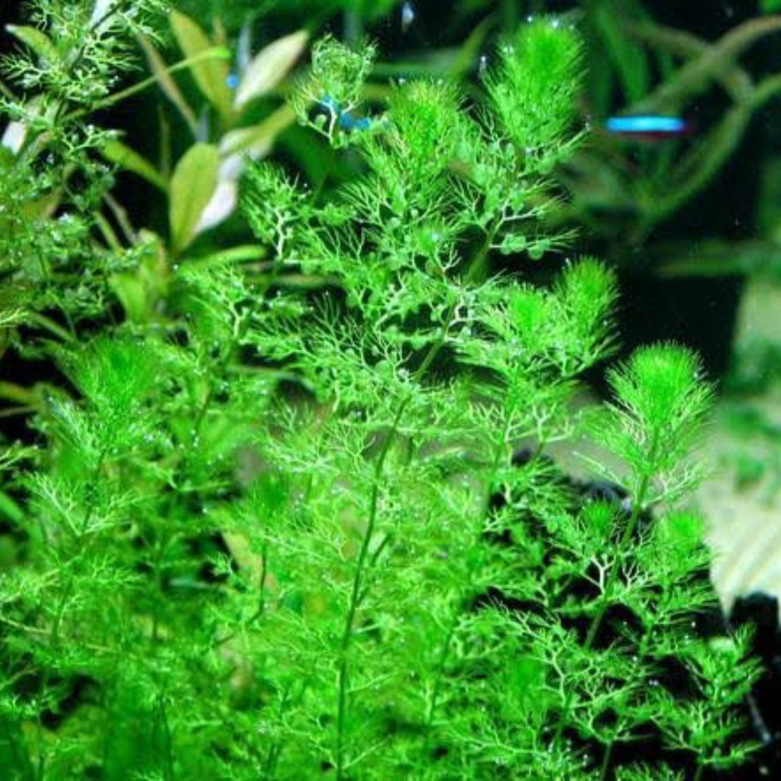 Greater Bladderwort (Utricularia vulgaris) Aquarium Live Plant