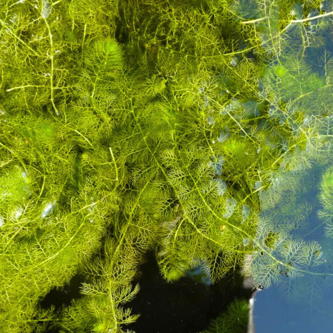 Greater Bladderwort (Utricularia vulgaris) Aquarium Live Plant