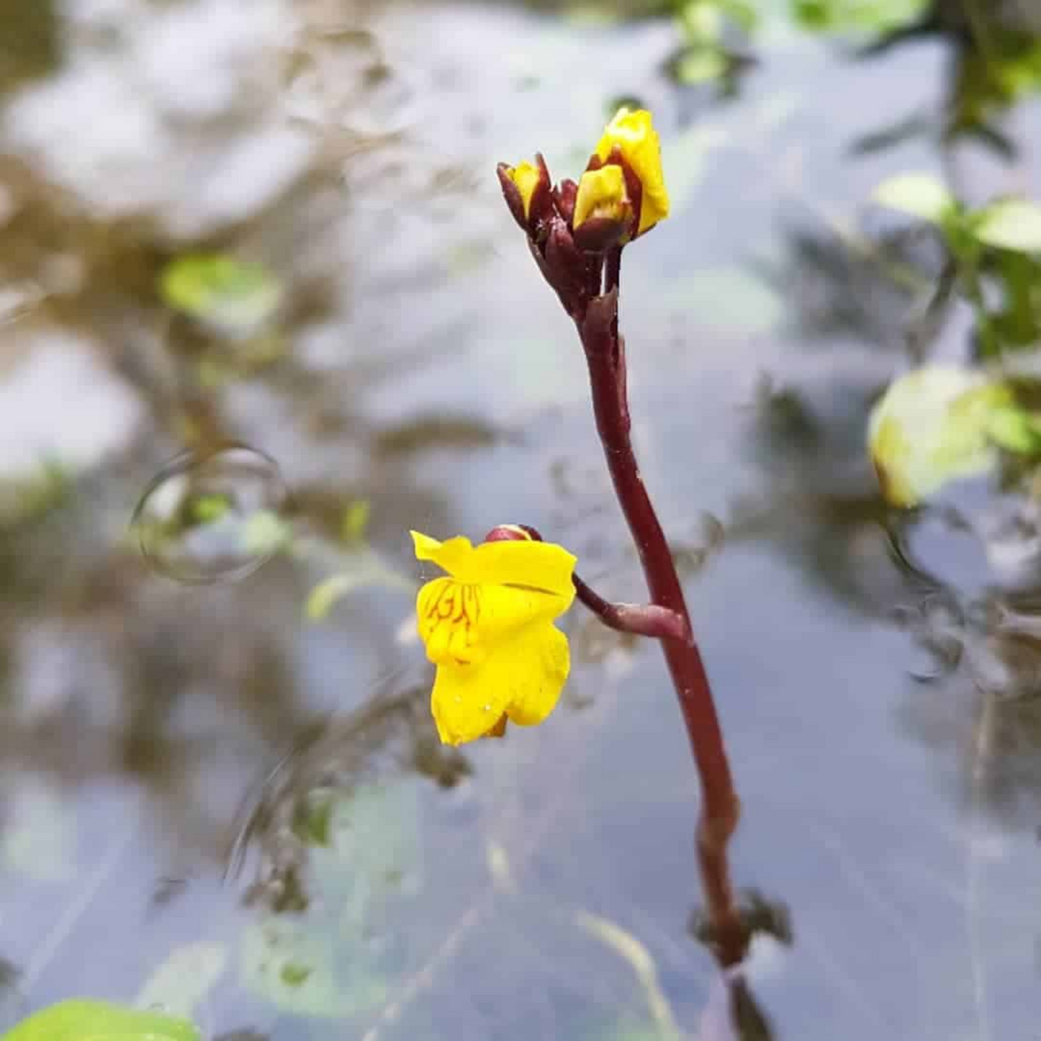 Greater Bladderwort (Utricularia vulgaris) Aquarium Live Plant