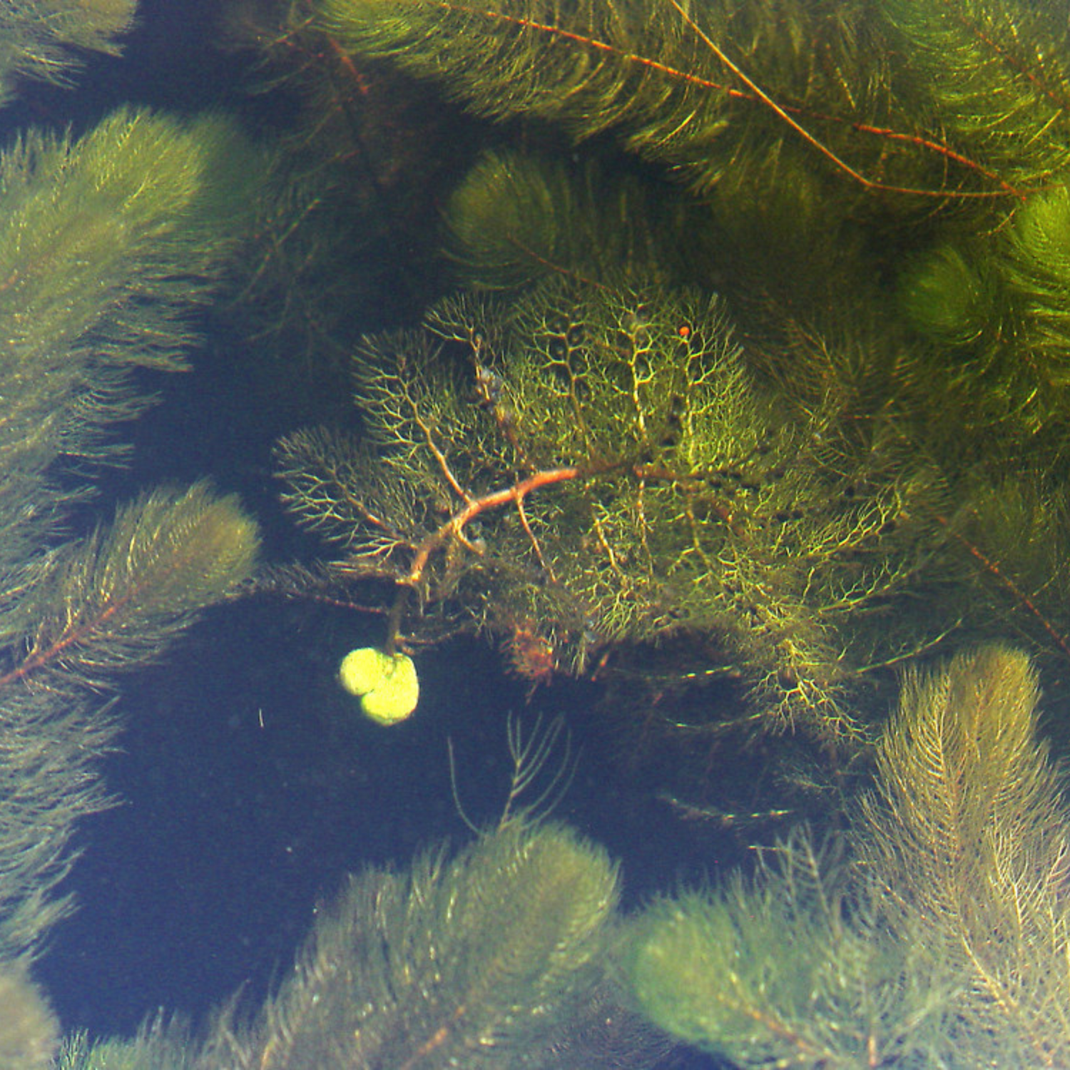 Greater Bladderwort (Utricularia vulgaris) Aquarium Live Plant