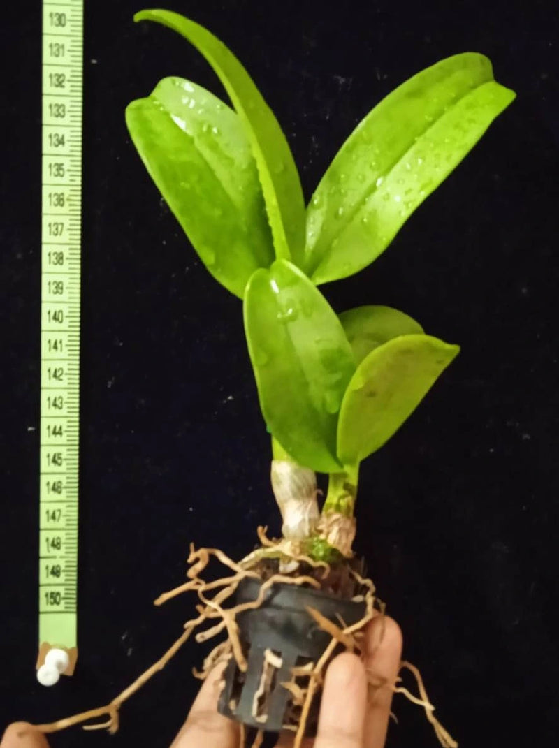 Dendrobium Nippom green star 'mutation'(Seedling)
