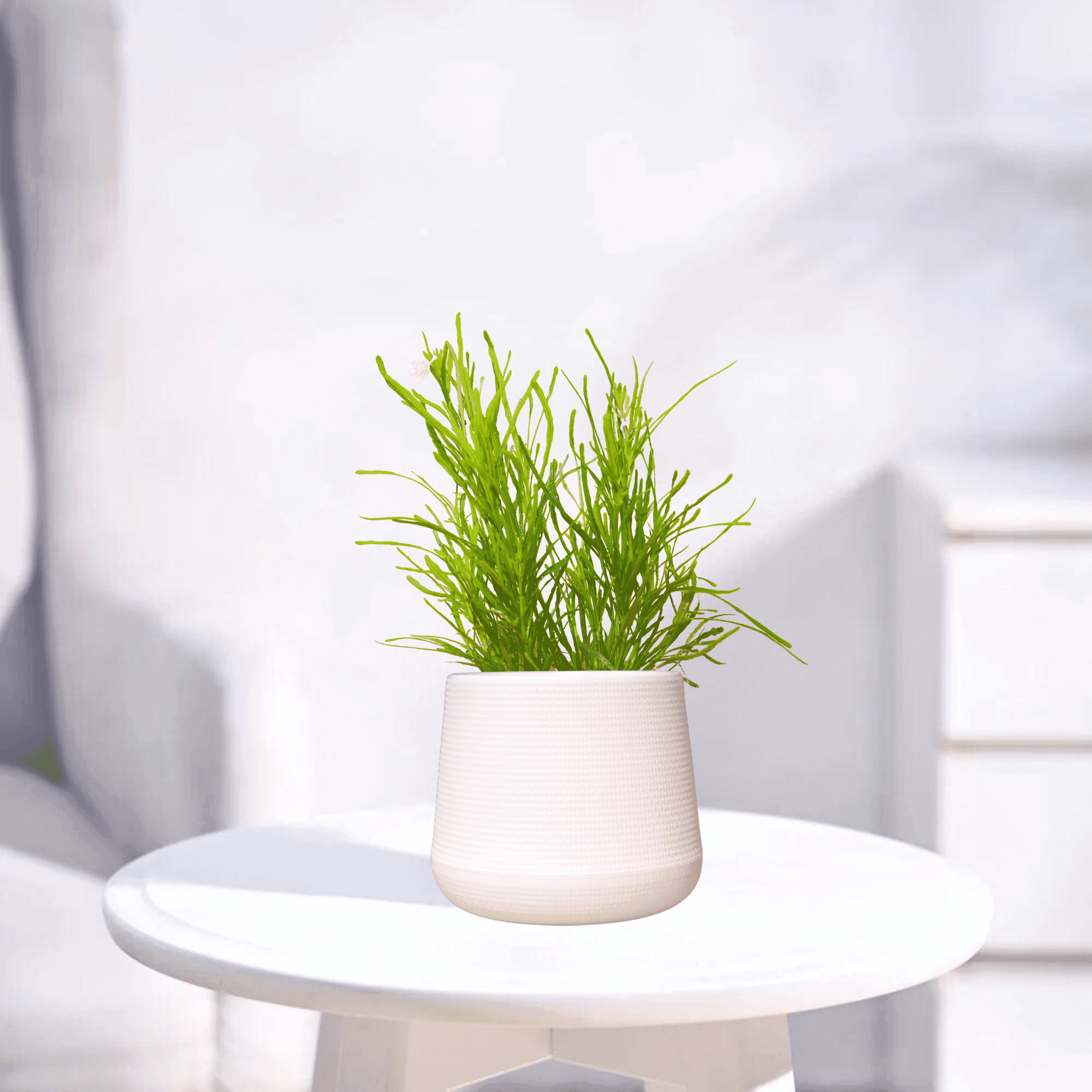 Green bush | Indoor Plant