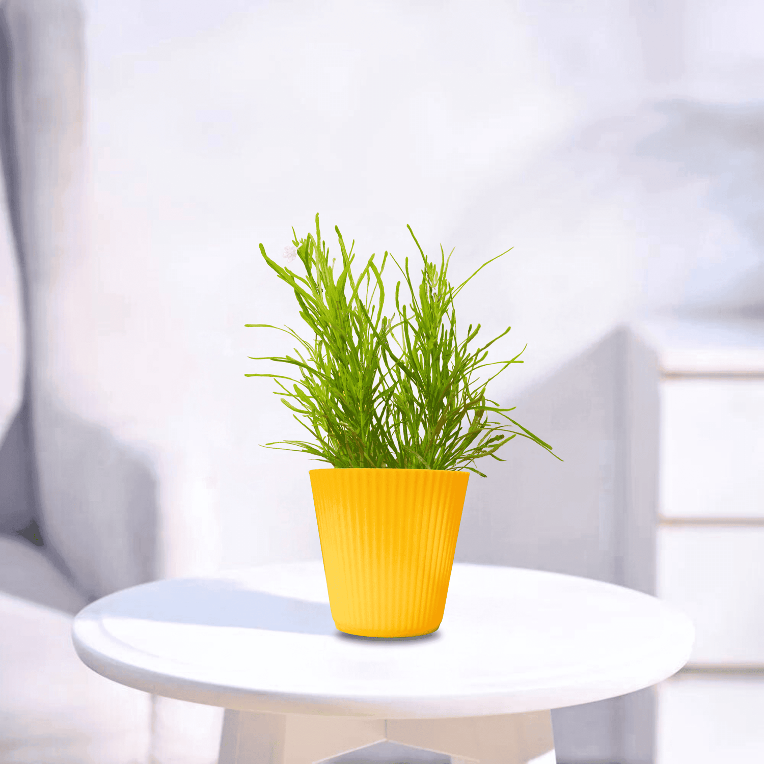 Green bush | Indoor Plant
