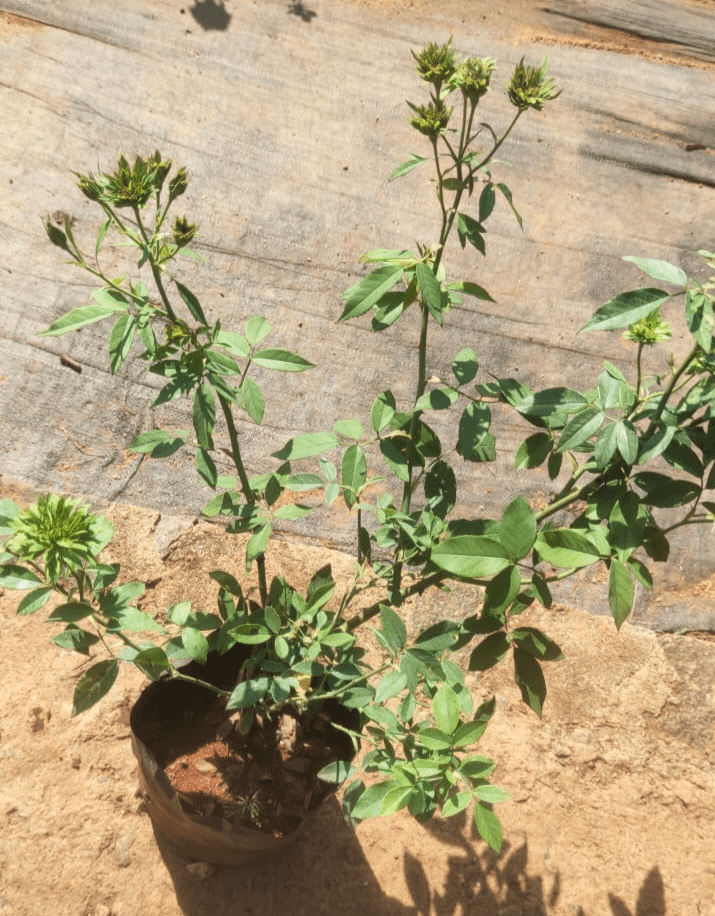 Green Rose Flowering Grafted Live Plant