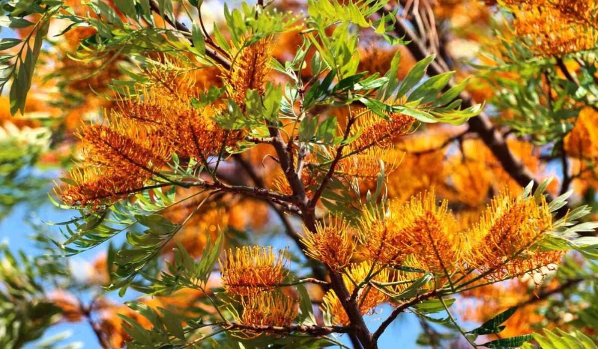 Silk Oak Tree (Grevillea robusta) Live Plant