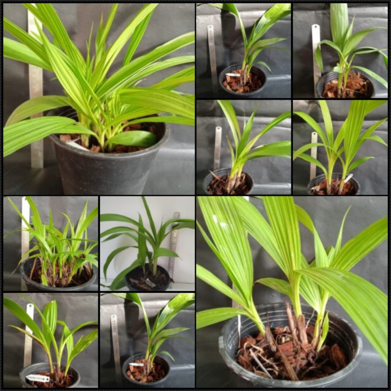 Ground Orchids 5 Colour Combo (Spathoglotis) Single Plant Each