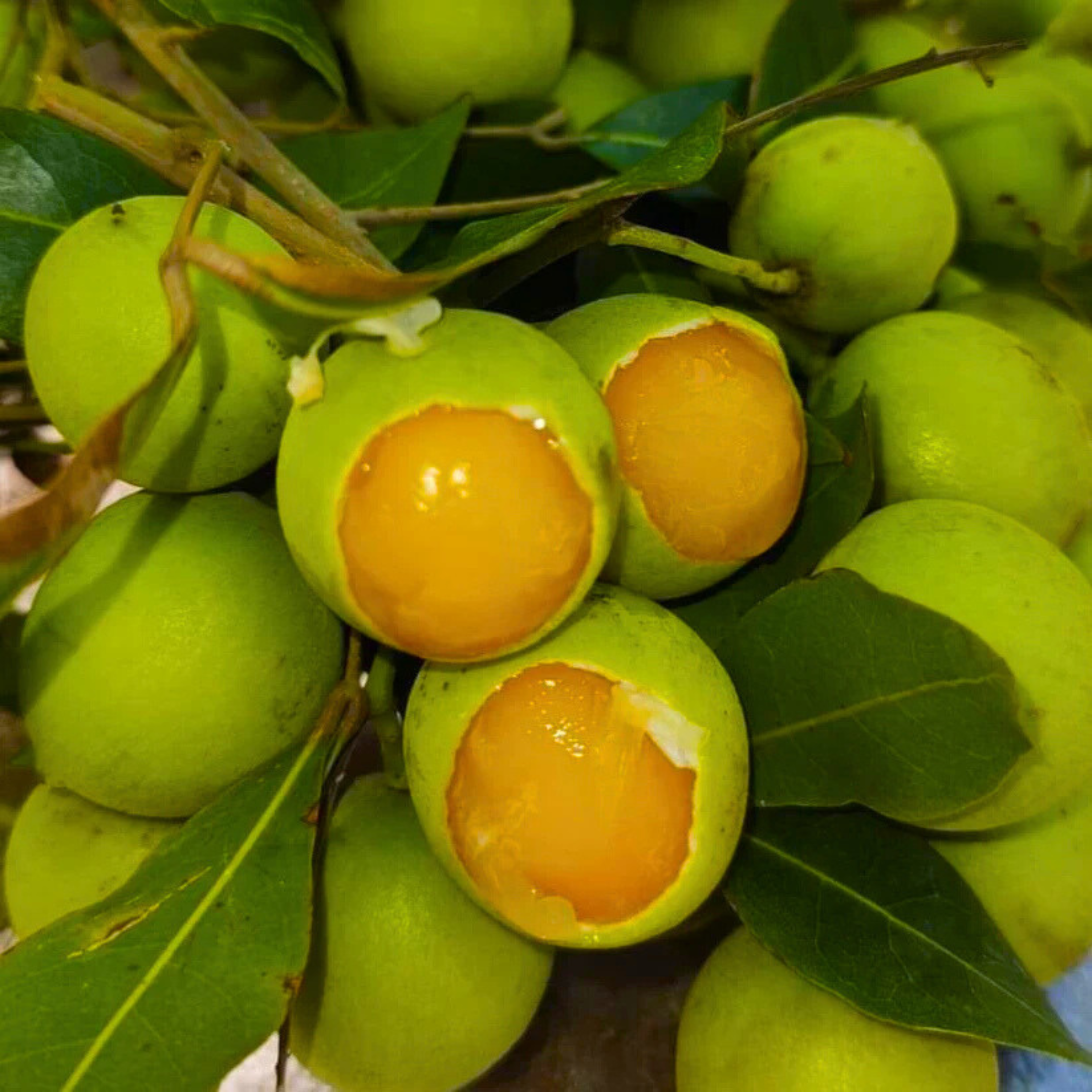 Guayas (Talisia Oliviformis) Fruit Live Plant