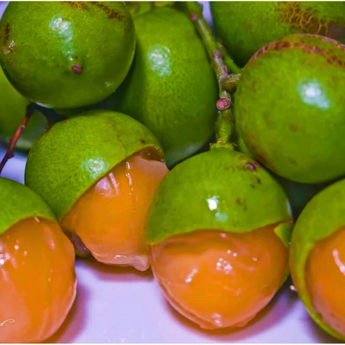 Guayas (Talisia Oliviformis) Fruit Live Plant