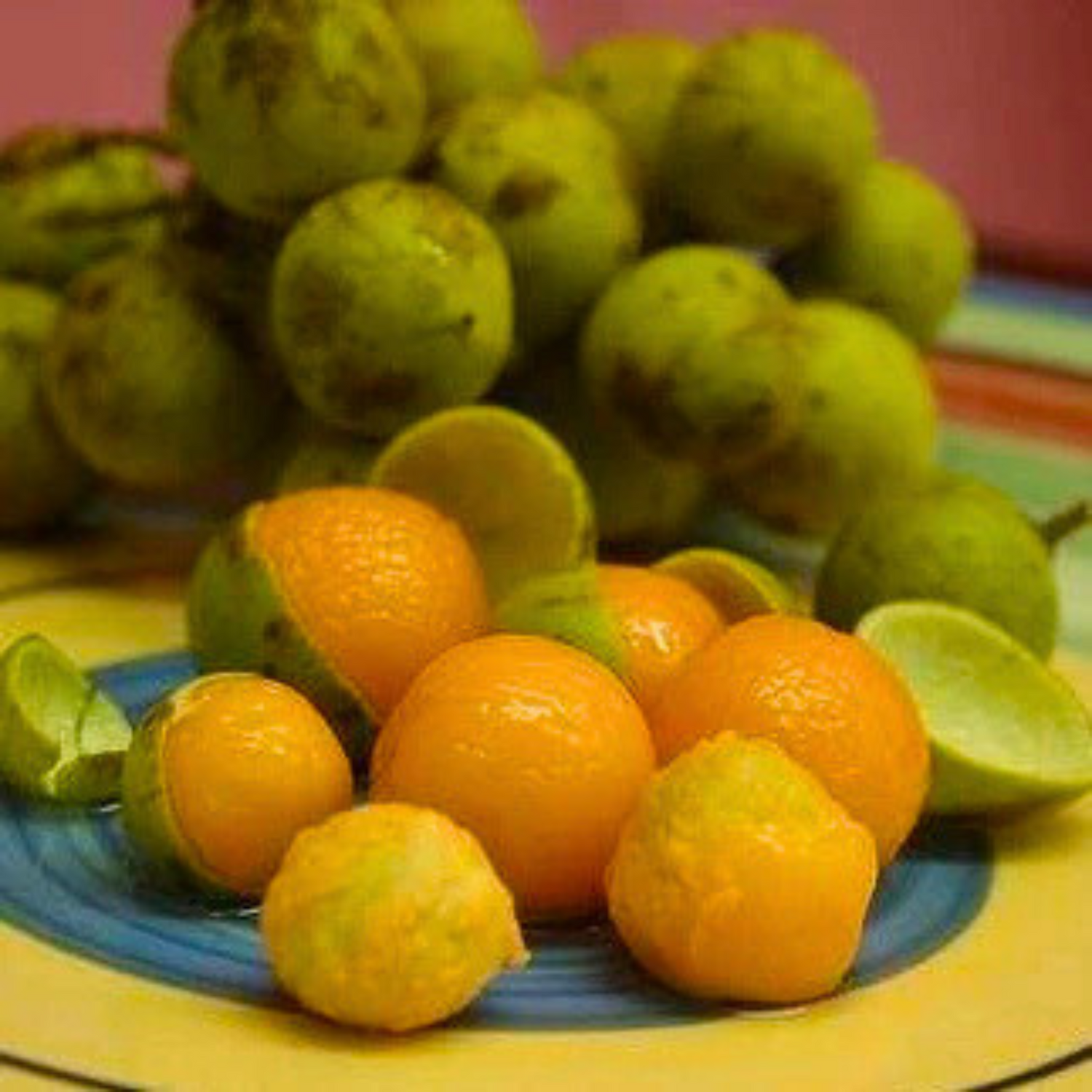 Guayas (Talisia Oliviformis) Fruit Live Plant