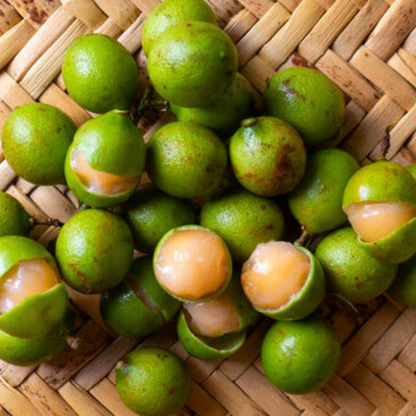 Guayas (Talisia Oliviformis) Fruit Live Plant