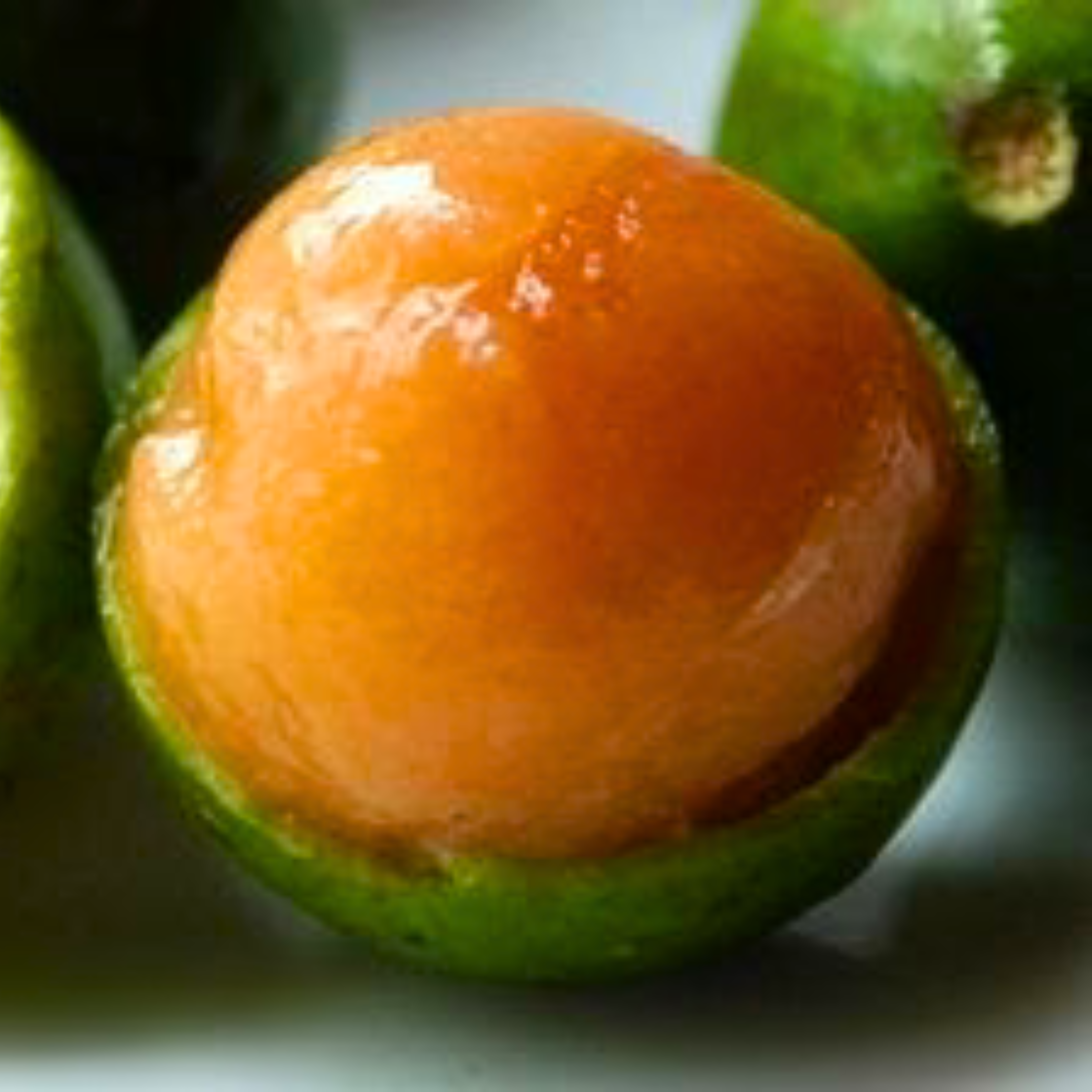 Guayas (Talisia Oliviformis) Fruit Live Plant