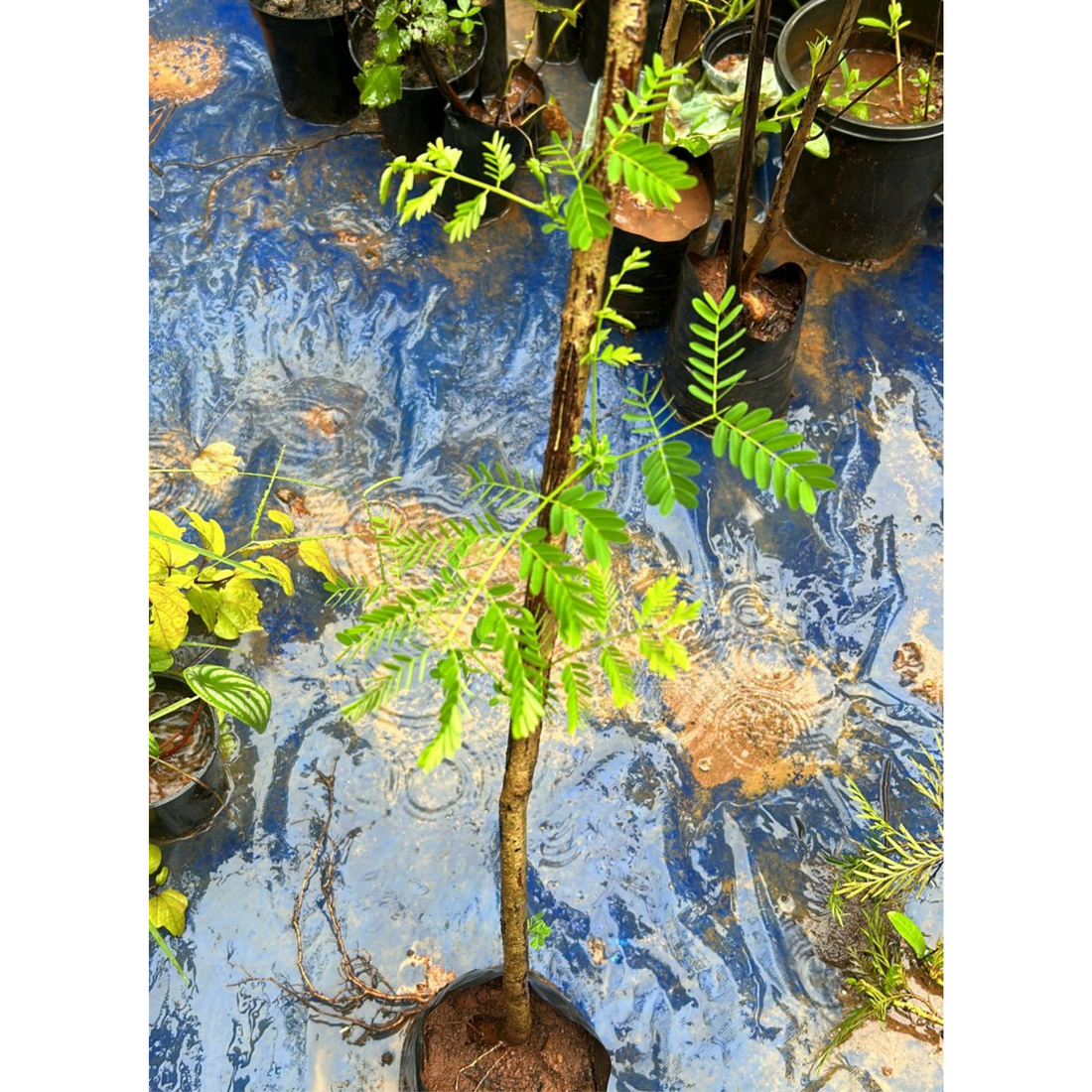 Gulmohar/Royal Poinciana (Delonix regia) Live Plant