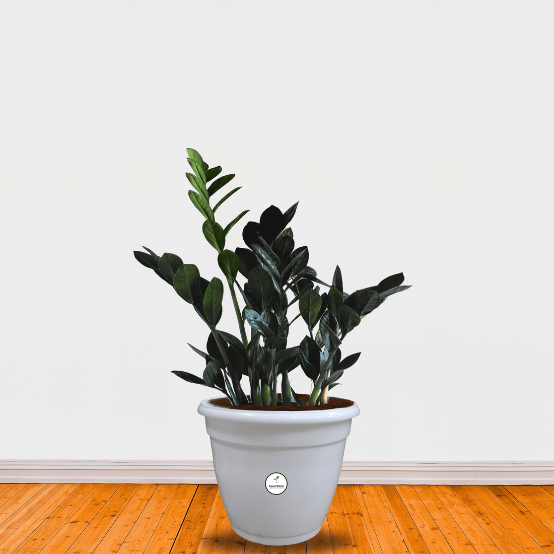 H - POT for Indoor Plants