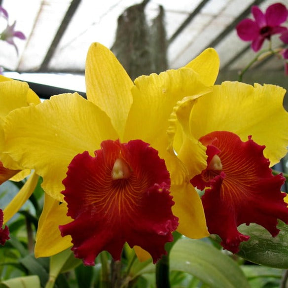 Cattleya Pattra Delight (Seedling)