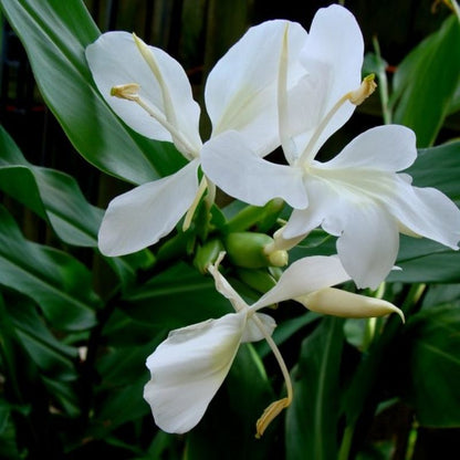 White Ginger Lily (Hedychium coronarium) Flowering Live Plant