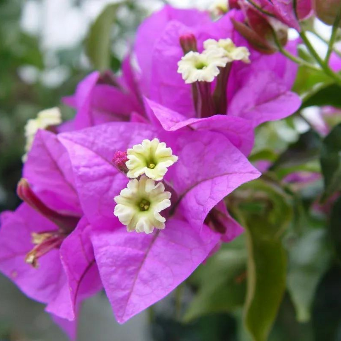 Hanging Bougainvillea Purple (Paper Flower) Flowering Live Plant