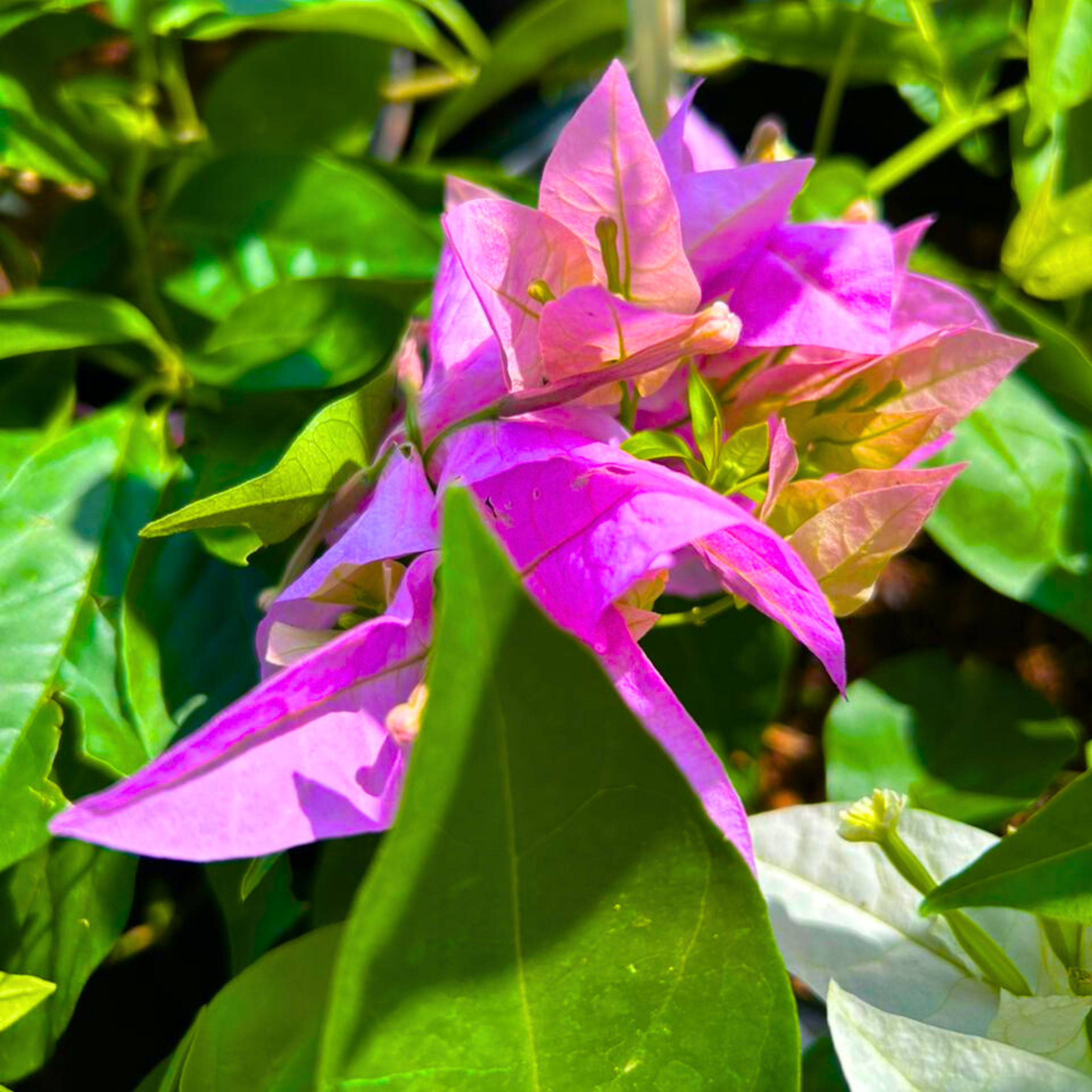 Hanging Bougainvillea Purple (Paper Flower) Flowering Live Plant