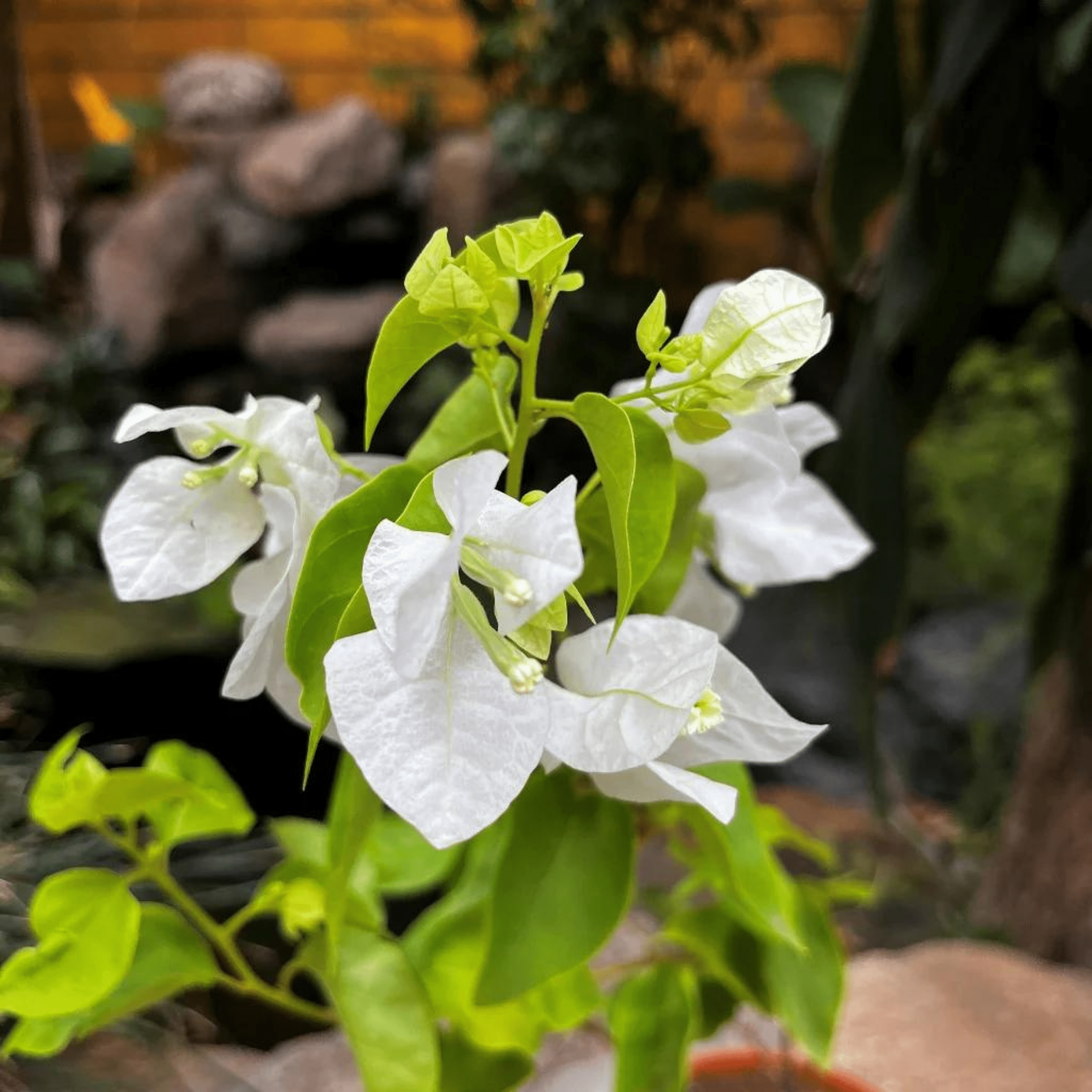 Hanging Bougainvillea White (Paper Flower) Flowering Live Plant