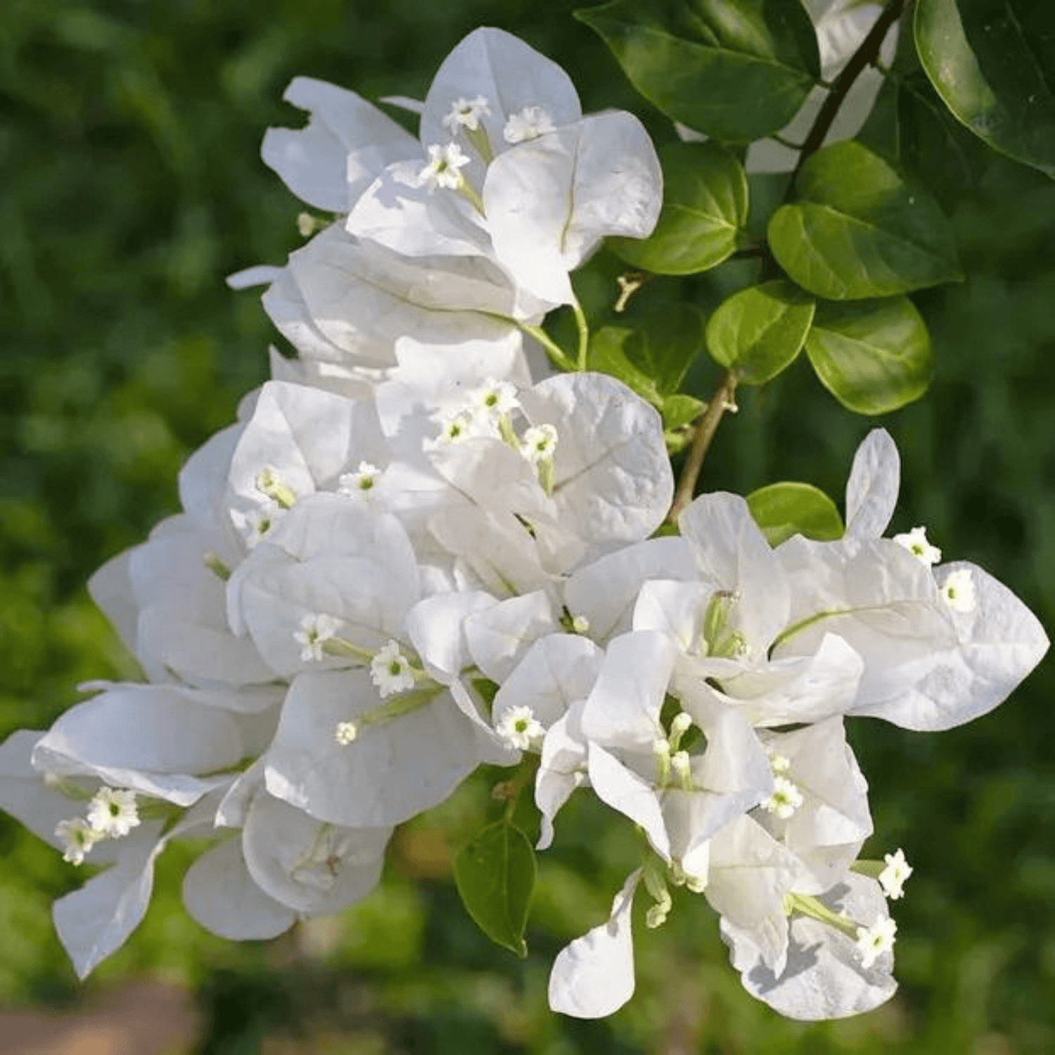 Hanging Bougainvillea White (Paper Flower) Flowering Live Plant