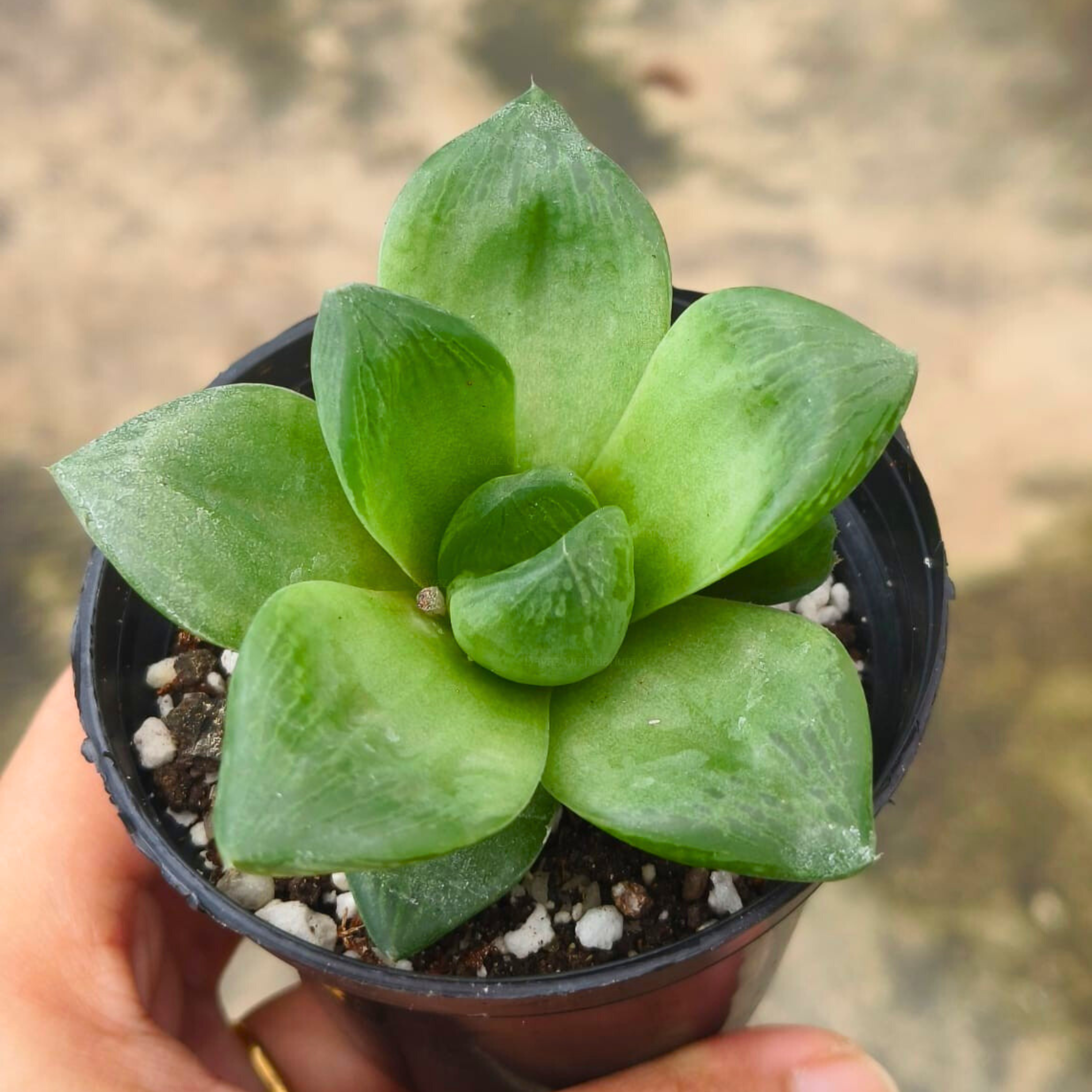 Haworthia Cymbiformis (Cathedral Window Haworthia) Succulent Live Plant