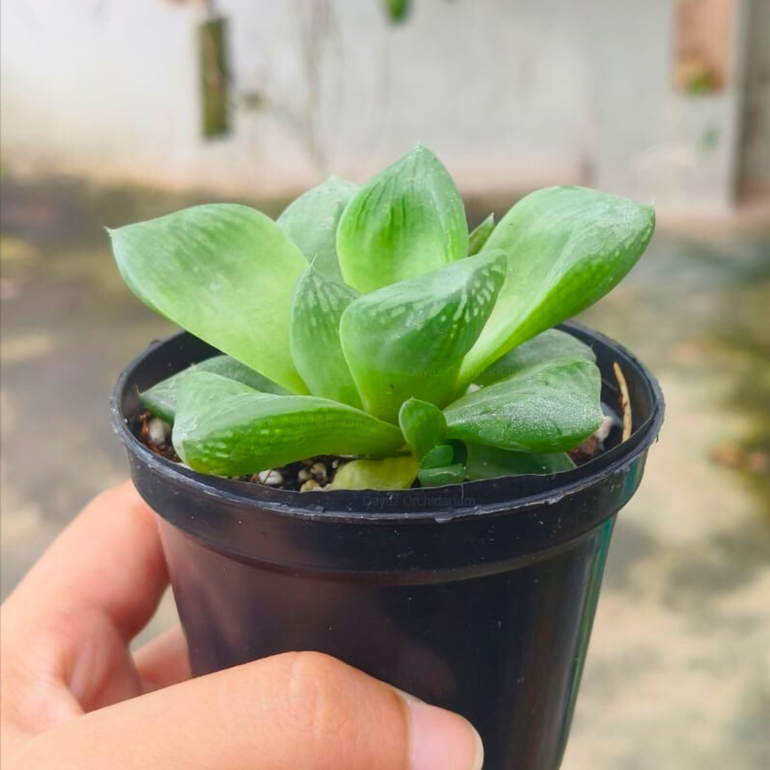 Haworthia Cymbiformis (Cathedral Window Haworthia) Succulent Live Plant