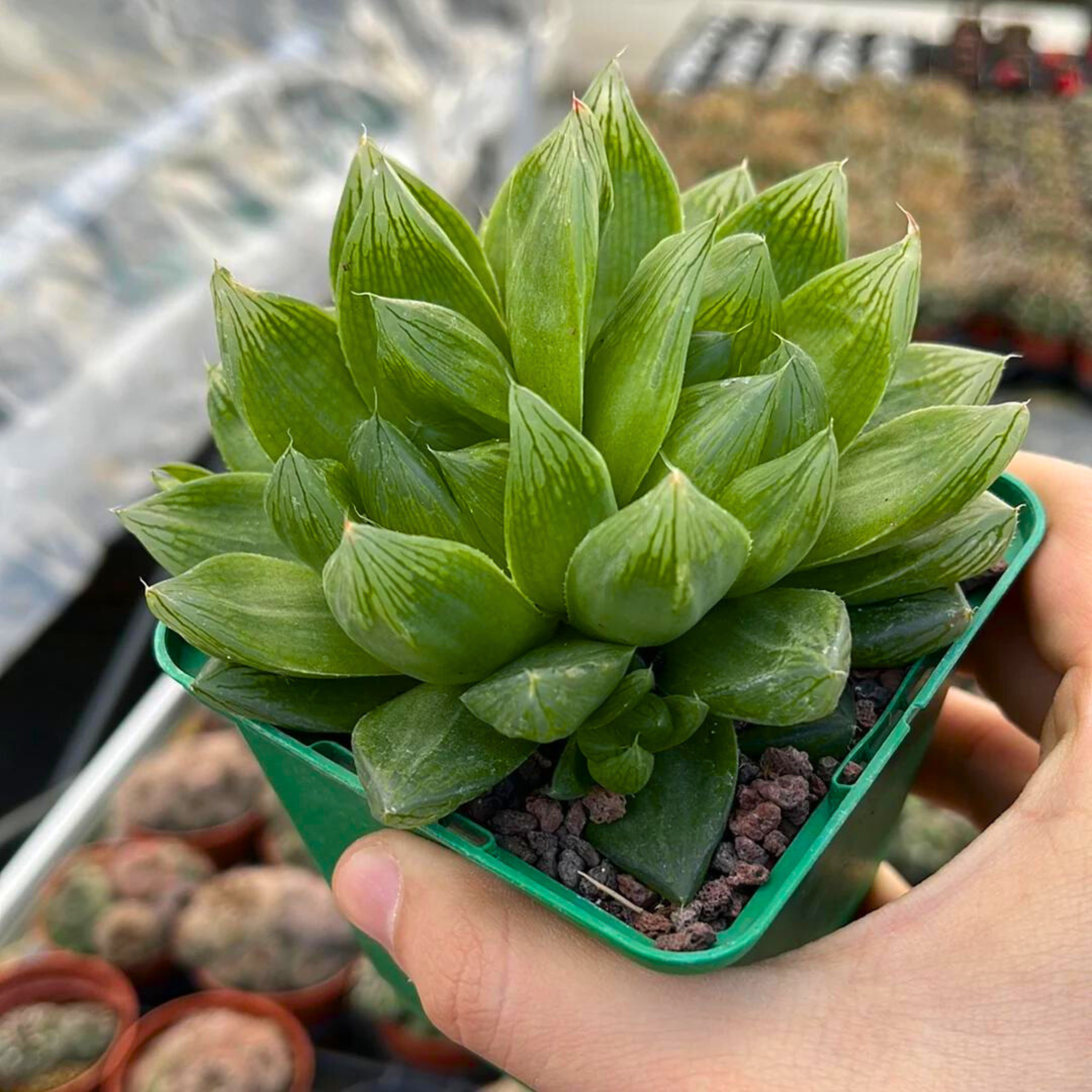 Haworthia Cymbiformis (Cathedral Window Haworthia) Succulent Live Plant